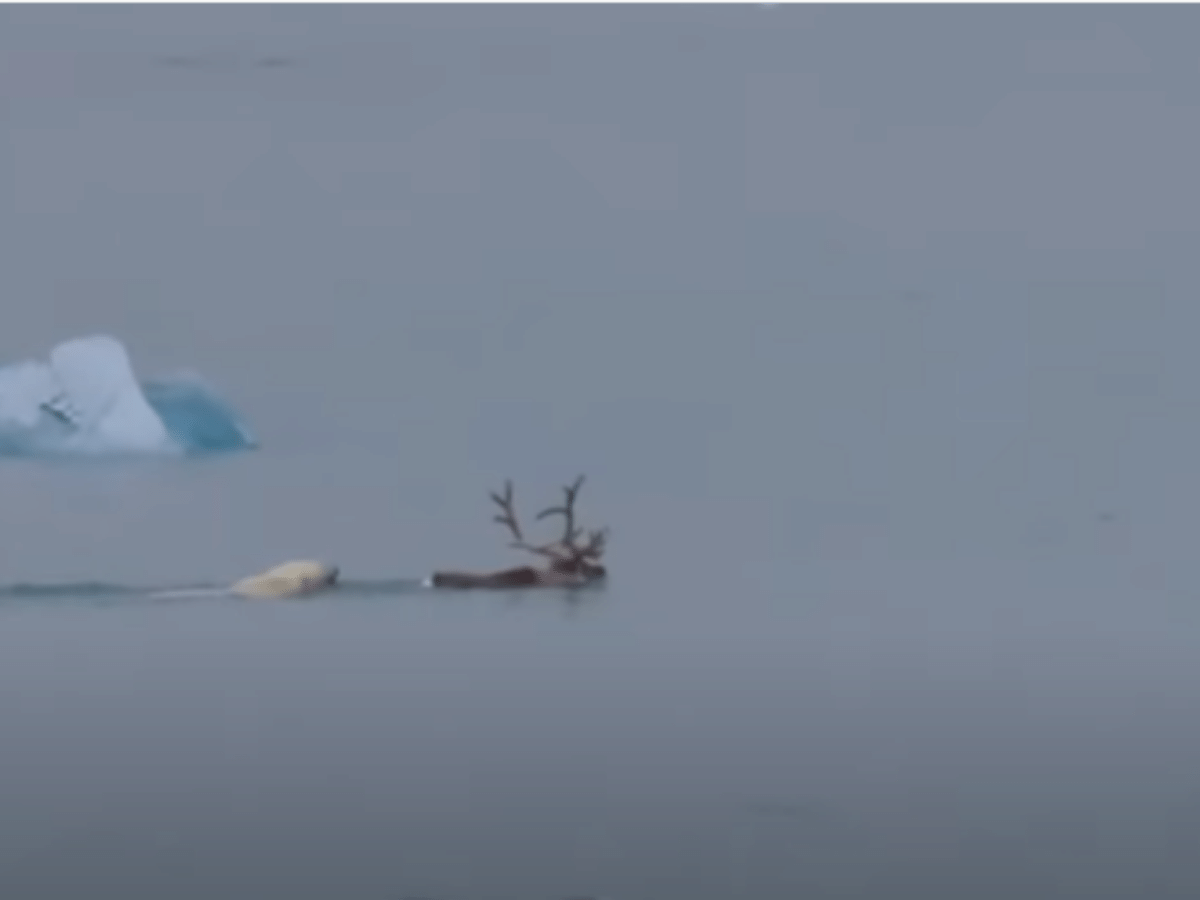 Um urso polar está em uma cena do filme urso polar.