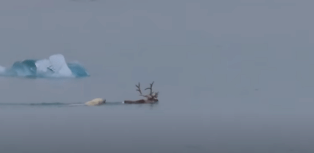 In a rare scene, a polar bear chases and kills a reindeer