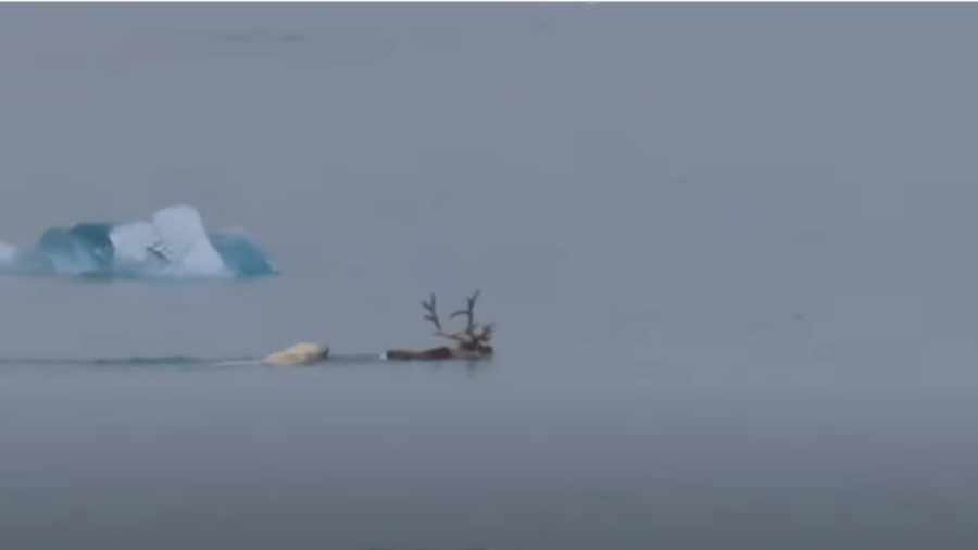 Cena de perseguição entre urso polar e rena, registrada em arquipélago norueguês, é rara - Reprodução/Youtube