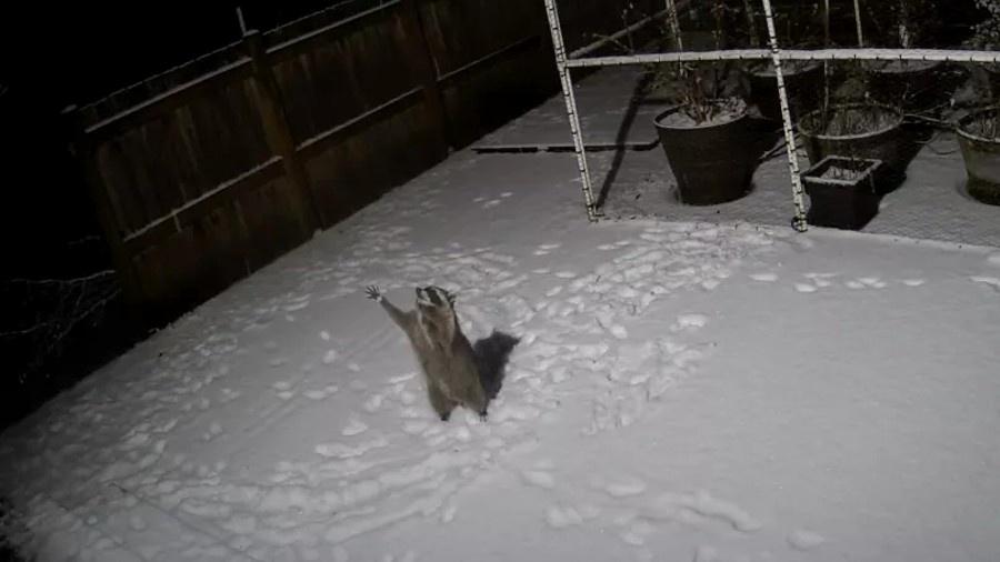 Guxinim tenta "desesperadamente" capturar os flocos de neve  - Reprodução/YouTube