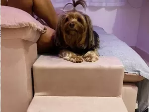 Escada ajuda pets a subir e descer do sofá; veja o que diz quem comprou