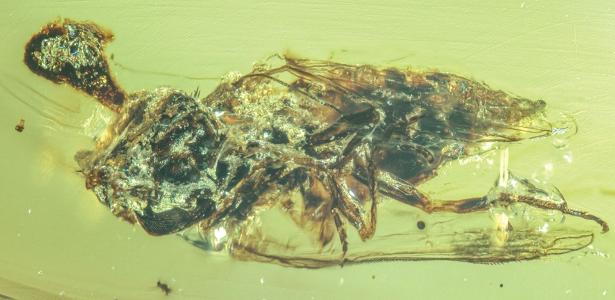 Fungo real de 'The Last of Us' já infectava insetos na era dos dinossauros