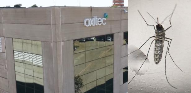 Fábrica em SP quer produzir 27 milhões de mosquitos por dia contra a dengue