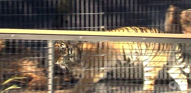 Tigre de zoológico ataca mulher após invasão de jaula em Nebraska, EUA - Reprodução/CNN