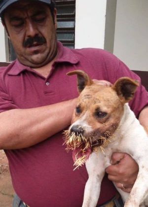 Cachorro com focinho cheio de espinhos após atacar ouriço, no RS - DIvulgação/Sempa