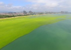 Que nome recebe a proliferação das algas? - Zhao Jinyang/ Xinhua