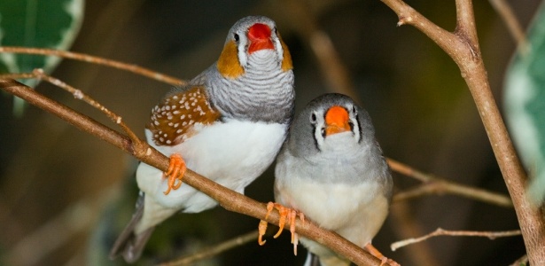 Pássaro diamante-mandarim - Wikimedia Commons 