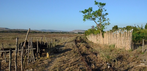 Cenário de pastagem em União dos Palmares (AL), no litoral, mais lembra o sertão - Beto Macário/UOL