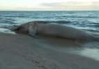 Praias brasileiras têm encalhe recorde de 97 baleias só em 2017 - Instituto Baleia Jubarte via BBC Brasil