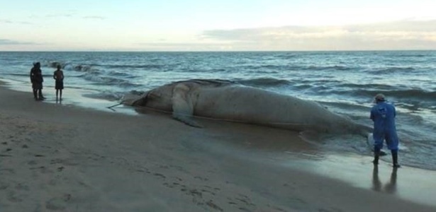 Com 95 mortes, número de baleias encalhadas na costa brasileira bate recorde em 2017 - Instituto Baleia Jubarte via BBC Brasil