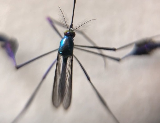 Cientistas observaram a evolução de larvas de mosquito que ingeriram microplástico e perceberam que os resíduos permanecem no corpo até a idade adulta - Josué Damacena/IOC/Fiocruz