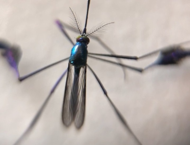 Cientistas observaram a evolução de larvas de mosquito que ingeriram microplástico e perceberam que os resíduos permanecem no corpo até a idade adulta