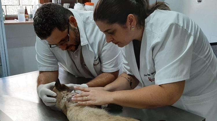 Gato foi levado a uma clínica veterinária, mas não resistiu aos ferimentos - Divulgação - Divulgação