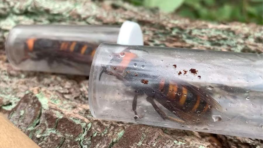 "Vespas assassinas" criaram ninho com 200 rainhas e cientistas acreditam que removeram os insetos "na hora certa" - Washington State Department of Agriculture/Reprodução