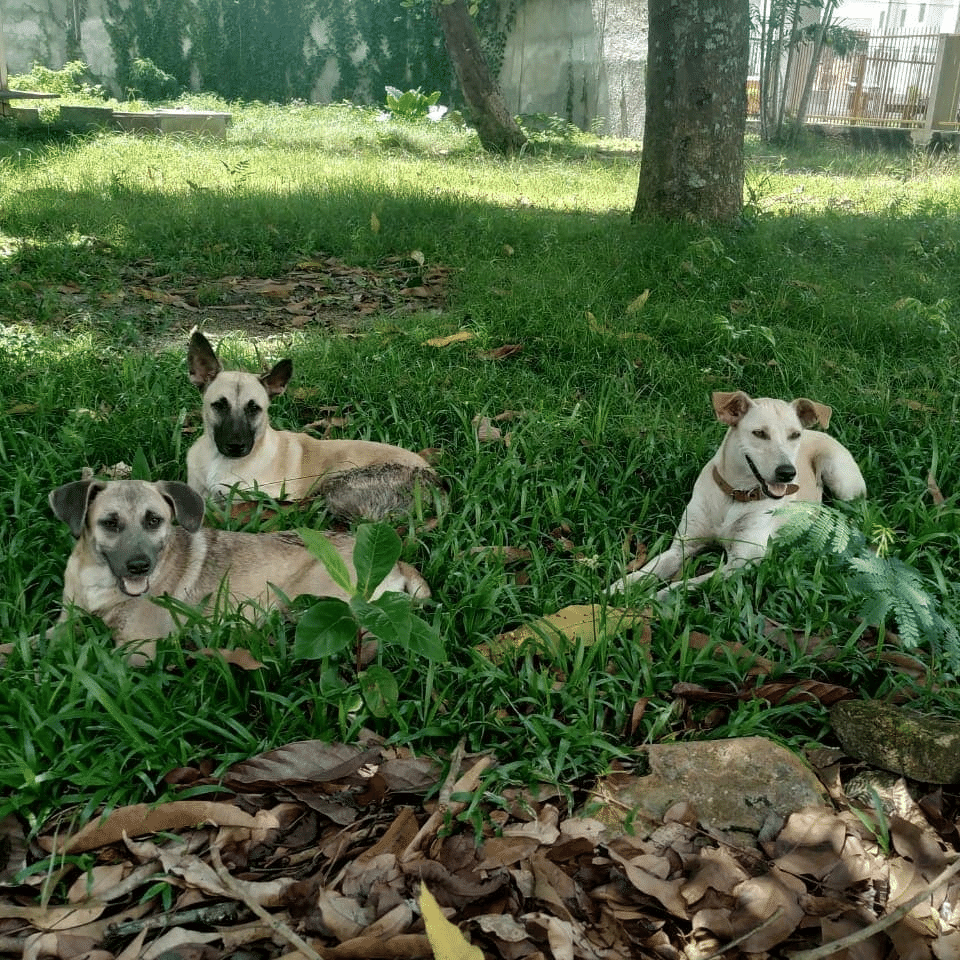 Cães e Gatos – Mistério…