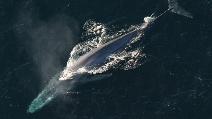 As baleias azuis podem estar retornando à costa da Espanha por alterações em seu habitat causadas pelas mudanças climáticas - Reprodução/Flickr/NOAA Photo Library