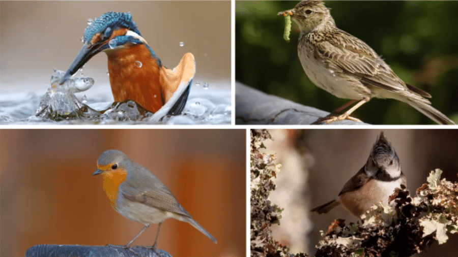 Pássaros comuns na Europa tomaram espaços deixados por espécies mais exóticas - Fotomontagem RFI/ Adriana de Freitas/Wikipédia