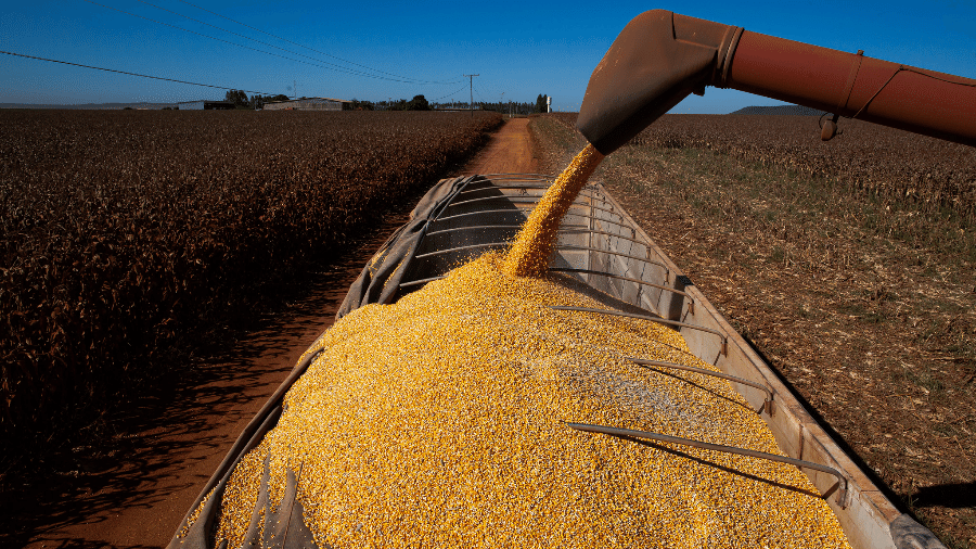 Produção de milho orgânico na safra 2021/2022 deve ser de 35 mil toneladas no Brasil - Wenderson Araújo/CNA/Divulgação