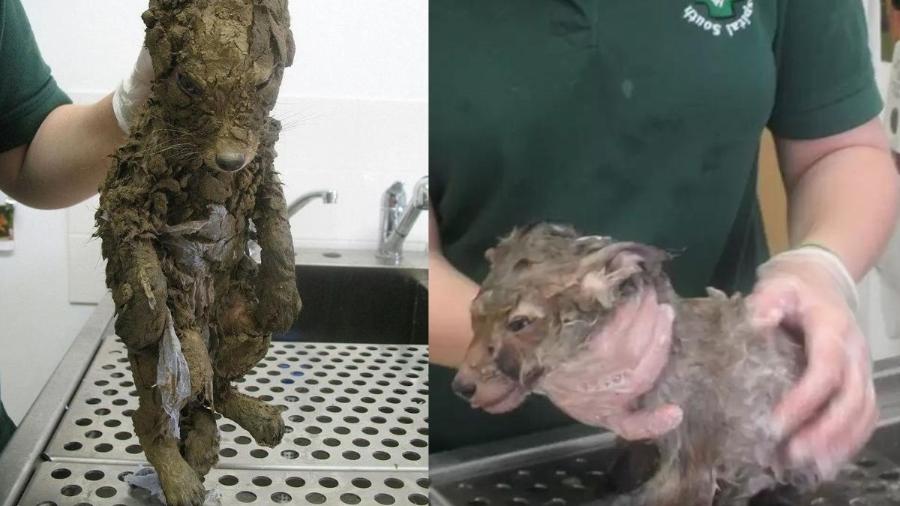 Animal todo coberto de lama foi encontrado por um grupo de trabalhadores em Londres - Divulgalção/South Essex Wildlife Hospital