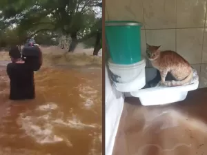 Vídeo mostra homem enfrentando ondas do Guaíba para resgatar animais