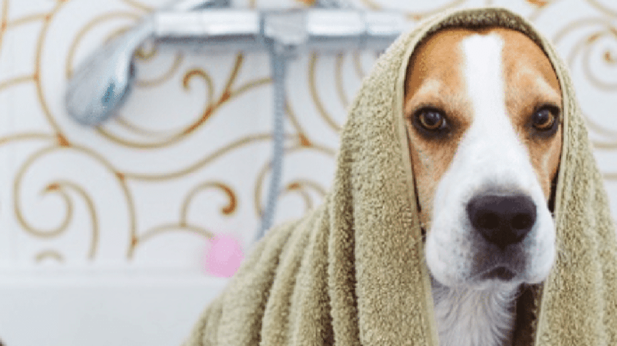 No Brasil, o mercado de cuidados com animais de estimação, embora tradicionalmente fragmentado, vive uma rápida consolidação impulsionada por capital de investidores institucionais e o crescimento das vendas online No Brasil, o mercado de cuidados com animais de estimação, embora tradicionalmente fragmentado, vive uma rápida consolidação impulsionada por capital de investidores institucionais e o crescimento das vendas online