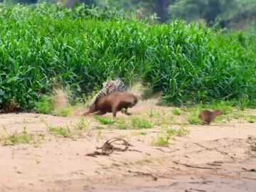 Vídeo: Capivara se sacrifica para salvar filhotes de ataque de onça no MT