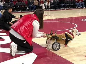 Cachorro emociona ao conseguir completar corrida usando cadeira de rodas