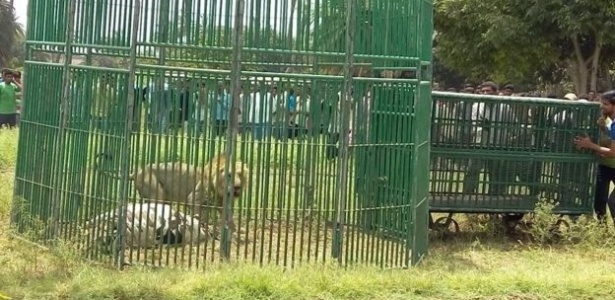 Leões foram "presos" no Estado de Gujarat, na Índia - Prashant Dayal