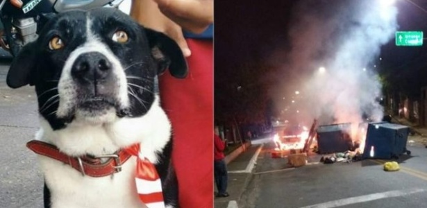 Moradores fazem protesto na favela de Heliópolis após a morte do cão Bob - Arquivo pessoal