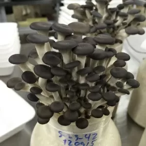 Nayumi Cogumelos Especiais 