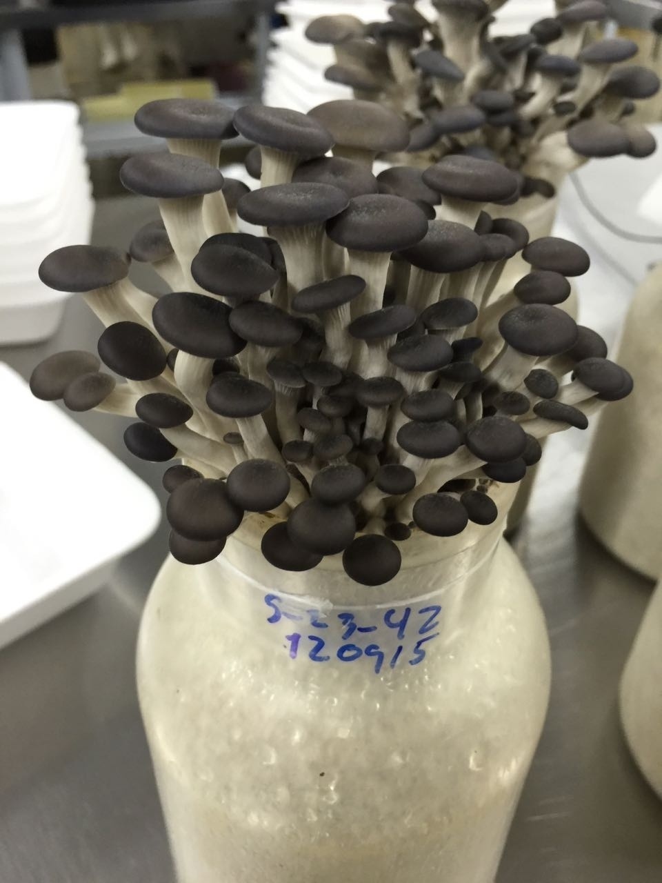 Produtor de cogumelos cria shimeji prépronto para fazer no microondas 20/10/2016 UOL Economia