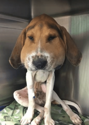 Cãozinho fica com a cabeça inchada depois de ser picado por cobra  - Reprodução/Facebook