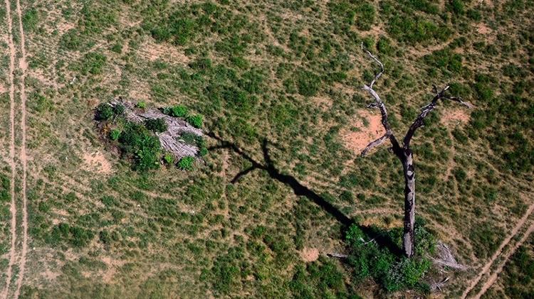 Ãrvore seca em meio a pasto em Novo Progresso, no Pará - VinÃcius Mendonça/Ibama