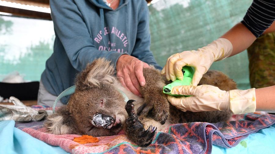 Voluntários socorrem coala ferido em incêndio na ilha Kangaroo, na Austrália - David Mariuz/Reuters
