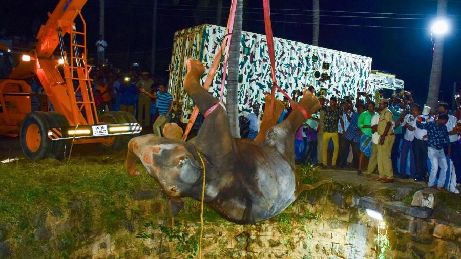 Elefante foi resgatado com o uso de um guindaste na cidade de Dharmapuri, em Tamil Nadu, na Índia -  AFP