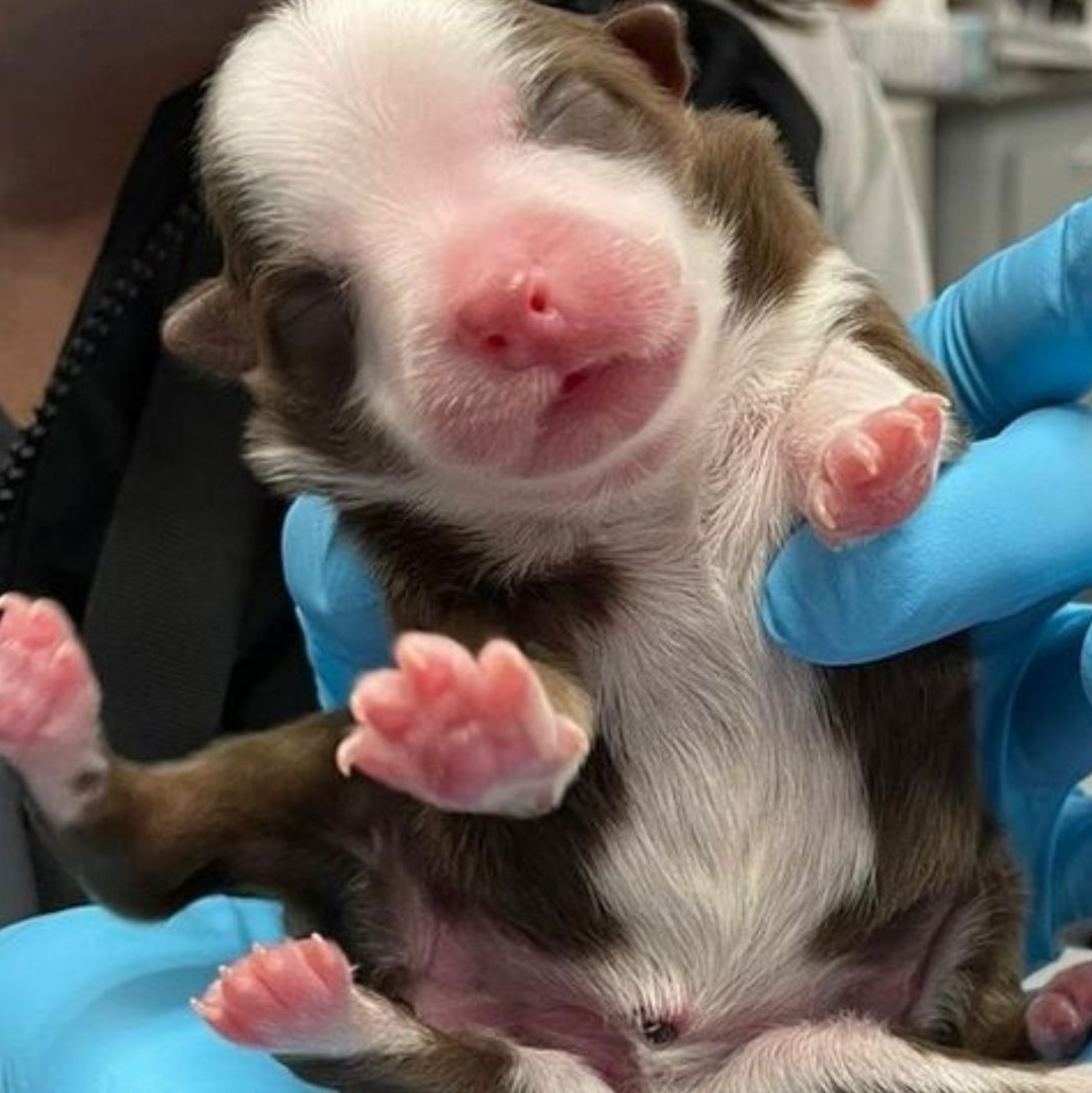 Skipper the puppy born with six legs is a 'miracle