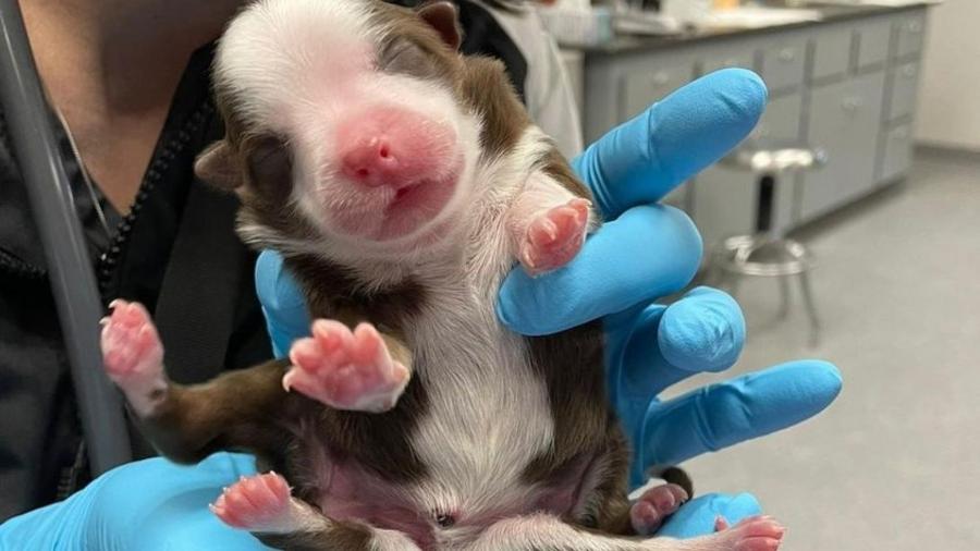 A cadela Skipper sobrevive apesar da condição congênita que a faz ter seis pernas e duas caudas - Reprodução/Hospital Veterinário Neel/Facebook