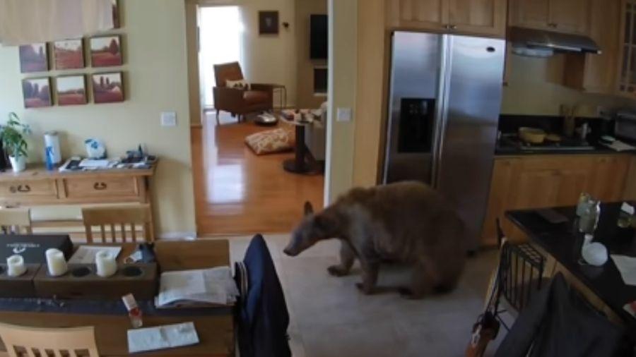 Rivalidade entre cães e o urso já durava desde agosto do ano passado - Reprodução/Youtube