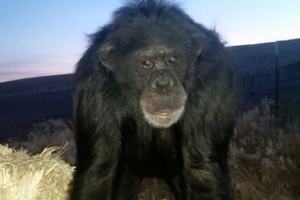 Animal de estimação | Chimpanzé ataca mulher e é morto a tiros nos Estados Unidos