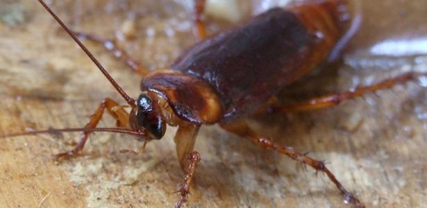 The company pays R$10,200 to those who find themselves living with cockroaches in the house