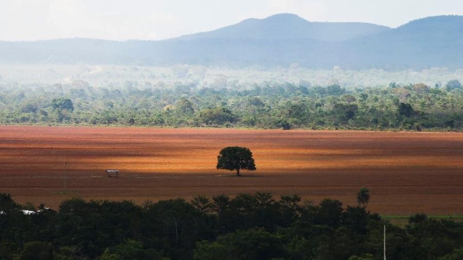Área do Cerrado desmatada, líder em perda vegetal percentual no país nos últimos 38 anos 