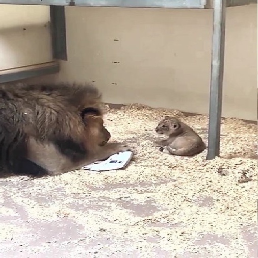 Leão se encanta ao conhecer seu filhote pela primeira vez em ...