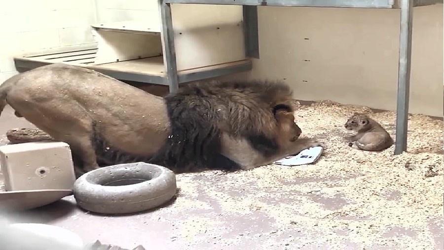 Leão adulto, Tobias, interage com seu filhote recém-nascido - Reprodução/Facebook