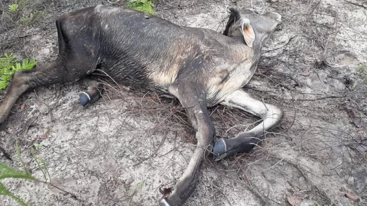 Animal morto na área da comunidade do Cupim, em Correntina (BA) - Associação de Fundo e Fecho de Pasto/Divulgação - Associação de Fundo e Fecho de Pasto/Divulgação