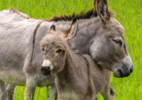 Como os burros mudaram o curso da história humana - GETTY IMAGES