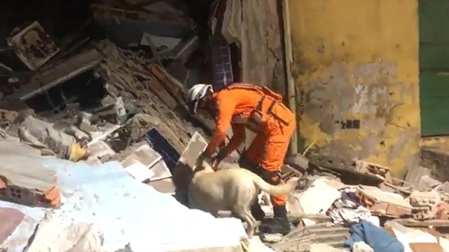 Cães farejadores buscam possíveis soterrados em prédio que desabou em Salvador