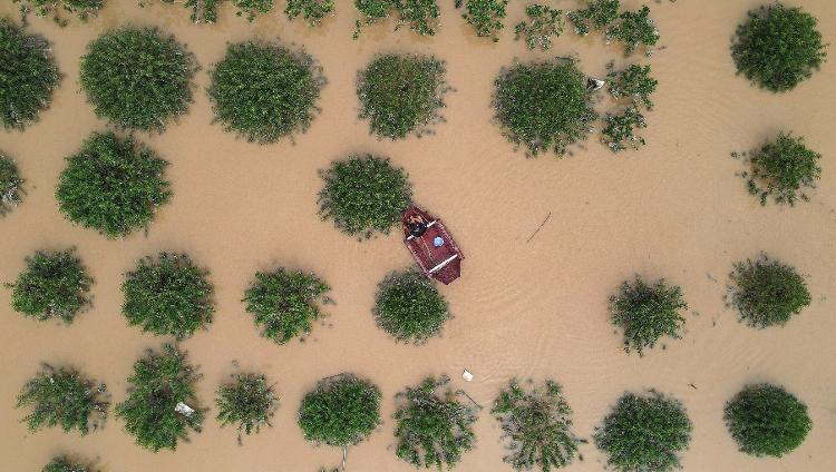 Plantação de peras no Vietnã submersa após enchente provocada pelo tufão Yagi, que já deixou mais de 200 mortos na Ásia  