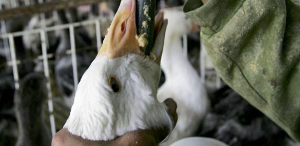Veto a foie gras no Brasil reacende tensão com a França após Mercosul-UE