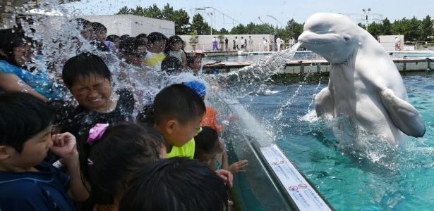  Baleia-branca espirra água em visitantes em apresentação em aquário de Tóquio - Toshifumi Kitamura/AFP