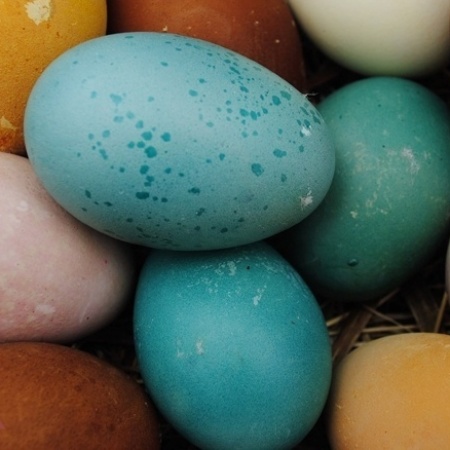Por que galinhas põem ovos brancos, vermelhos e até azuis? - UOL